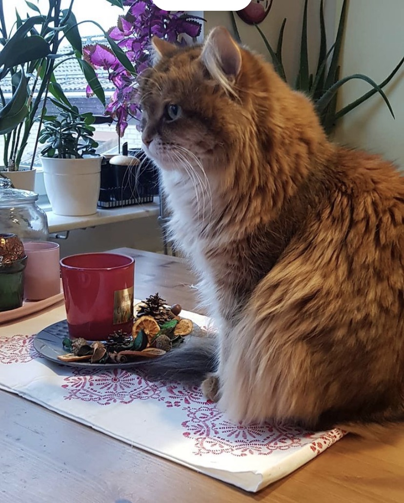sibirisk katt Quirk